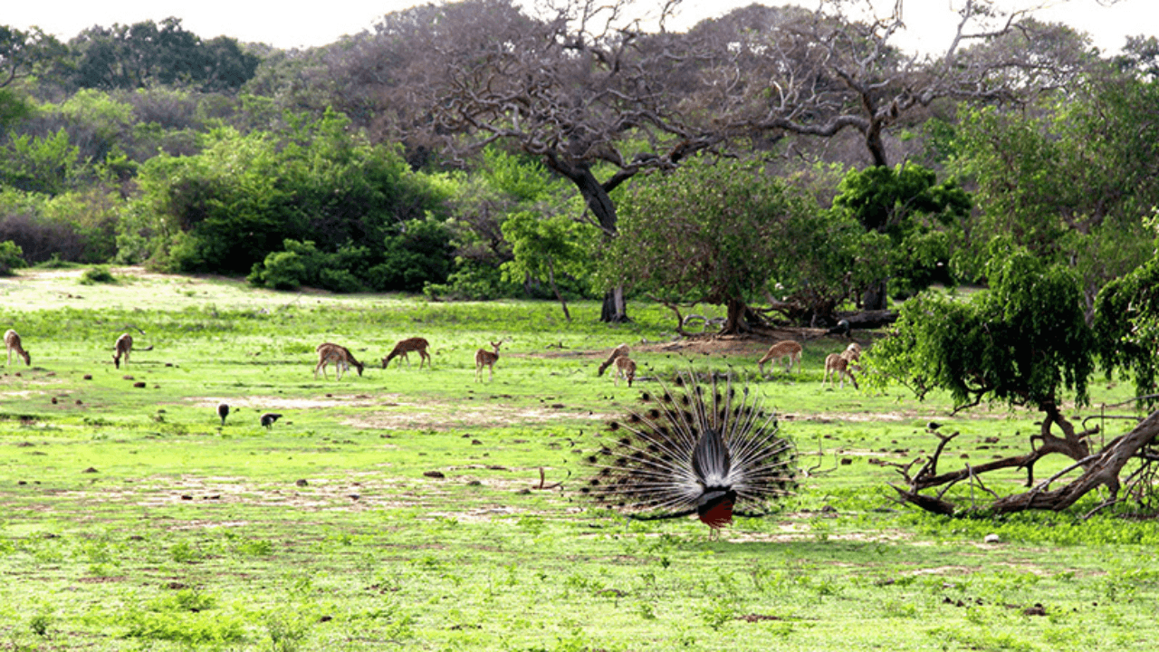 Top National Parks in Sri Lanka: Discover the Untamed Beauty