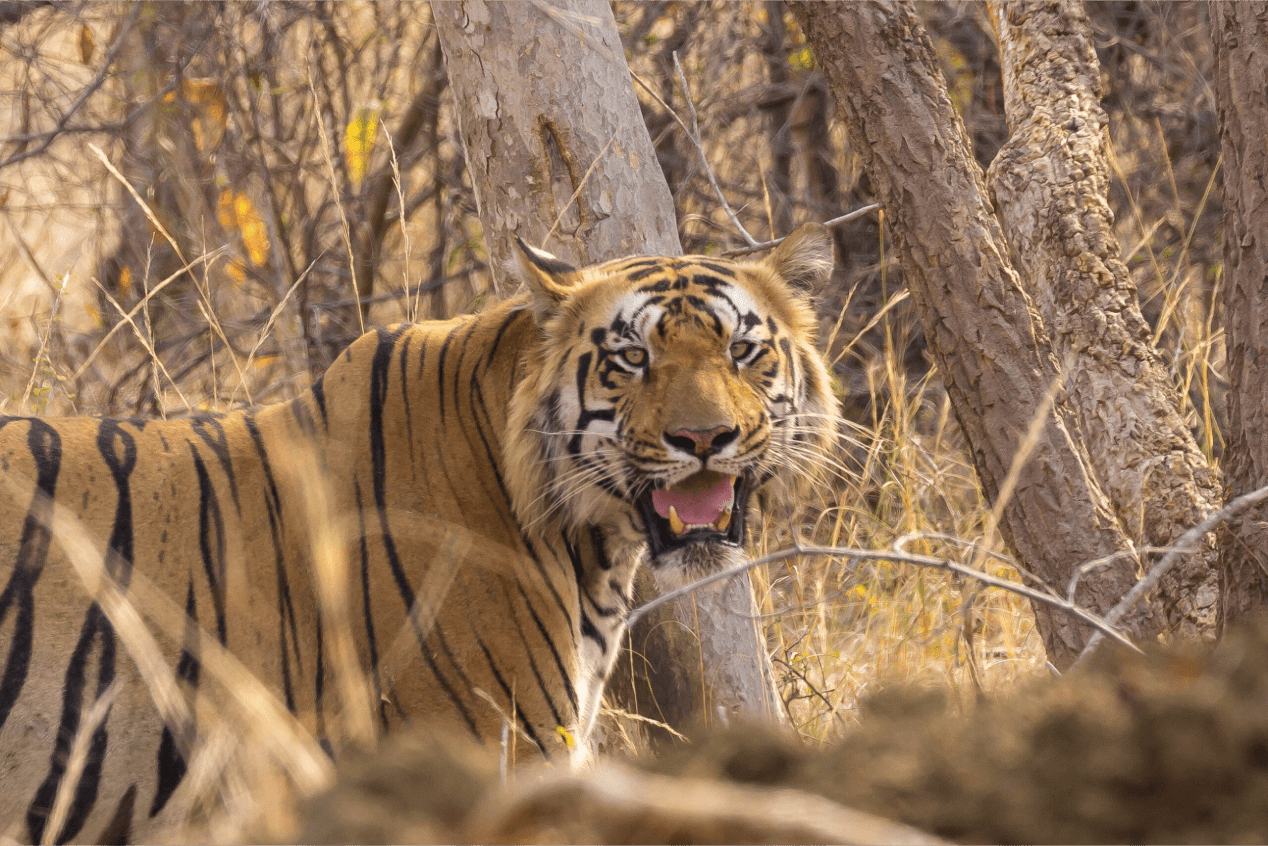 Tadoba Tourist Places:  A wildlife sanctuary where nature's beauty and untamed adventure meet