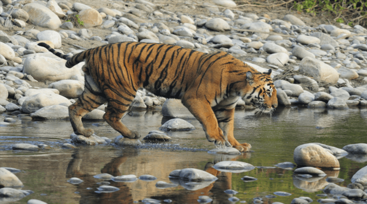 Wildlife Sanctuaries In Andhra Pradesh: Exploring the Wild