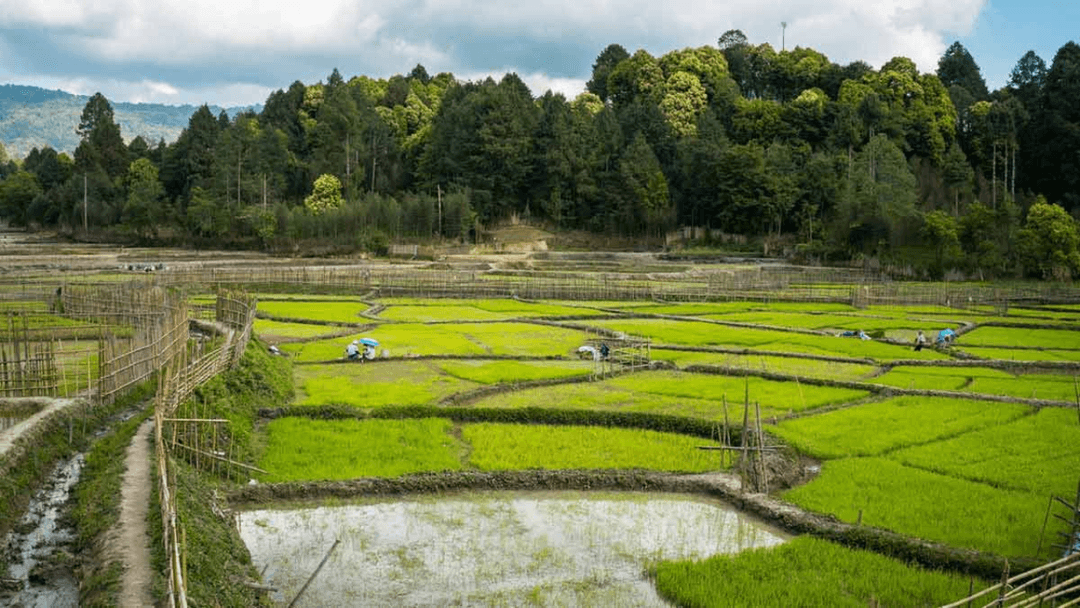 North East Tour Package:  5 Nights of Serenity in Gangtok & Darjeeling