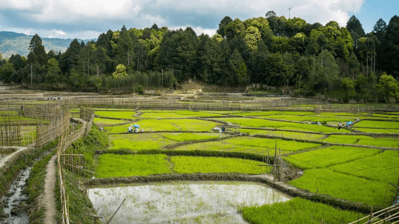 North East Tour Package:  5 Nights of Serenity in Gangtok & Darjeeling