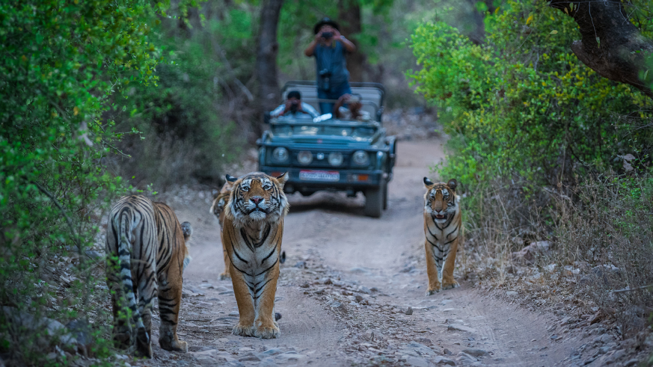 7 Days 6 Night Jaipur-Ranthambore-Kota Tour Package