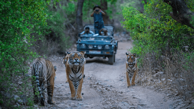 7 Days 6 Night Jaipur-Ranthambore-Kota Tour Package