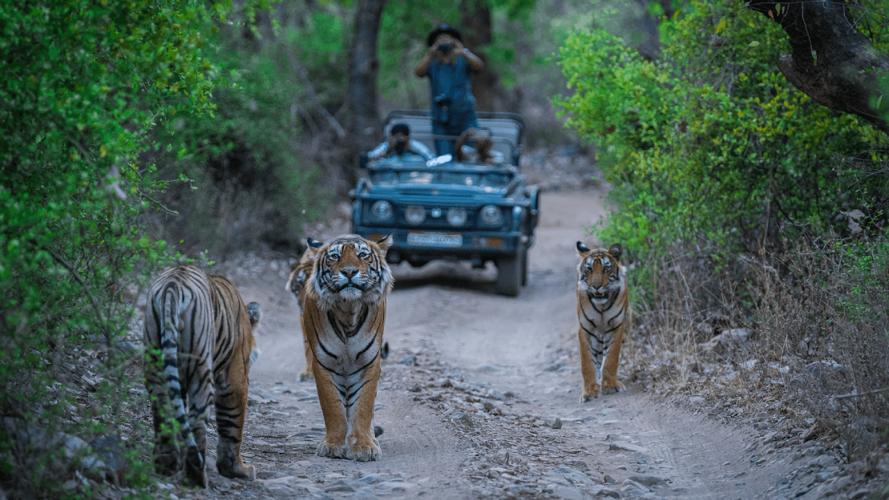 Rajasthan's Rich Heritage:  7 Days 6 Nights Jaipur-Ranthambore-Kota Tour Package