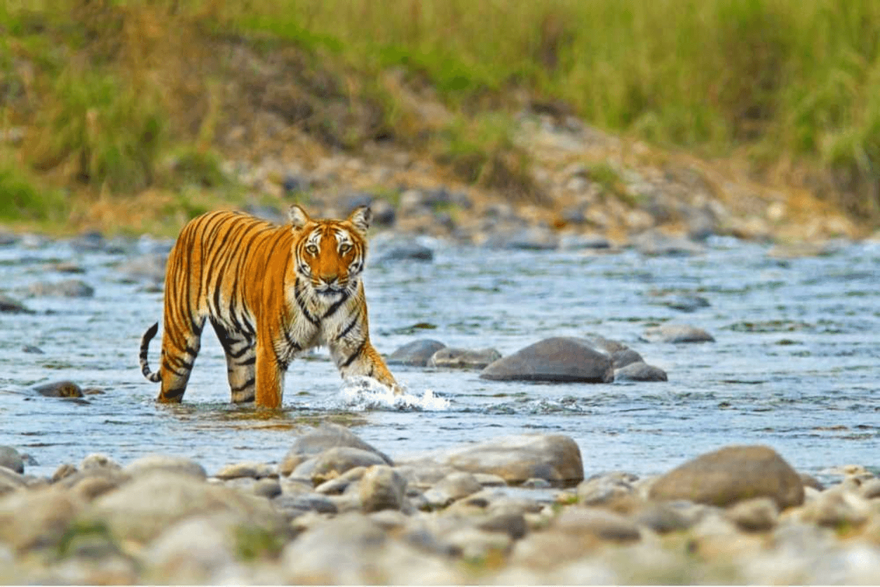 Jim Corbett Tour Package: Embark on a Wildlife Adventure