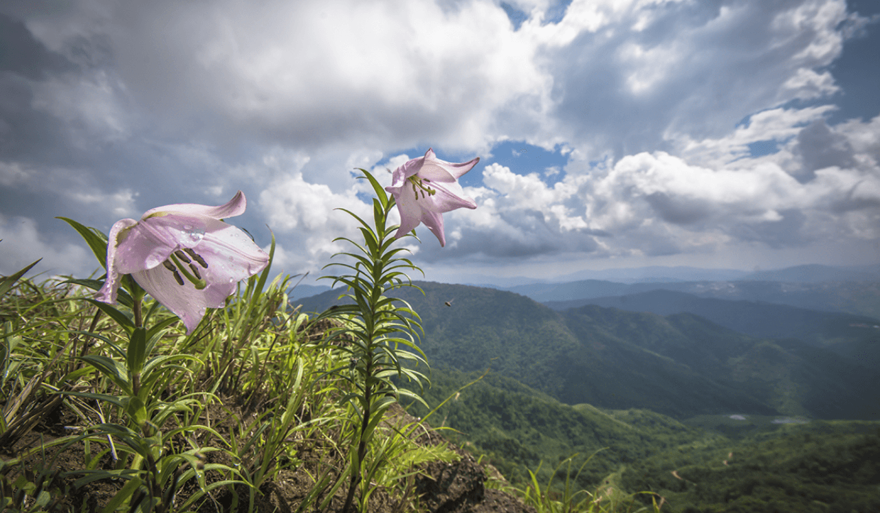 Manipur Nagaland Tour Package: Discover the Untamed Beauty of Northeast India